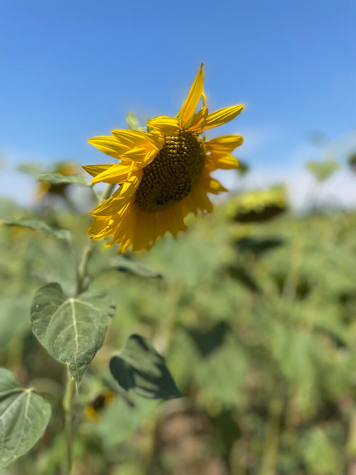 Access my digital business card on your mobile phone without using paper or additional apps.